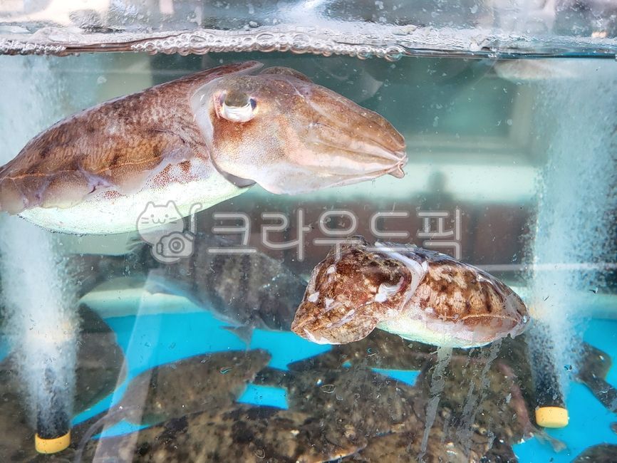 cuttlefish,fish,calamari,flounder,aquarium,raw fish restaurant