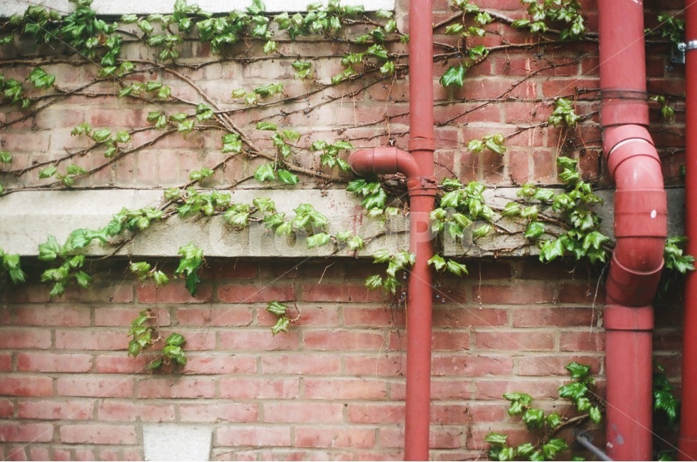 벽,벽돌,배경,넝쿨,식물,건물,색감,식물,자연,plants,nature,감성,sensible,feeling