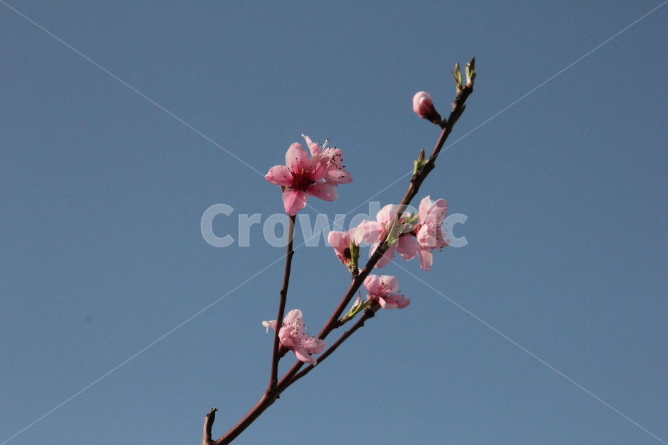 꽃,봄꽃,벚꽃,분홍색꽃,체리블라썸,블라썸,봄,감성사진,감성,풍경,spring,springflower,flower,pinkflower