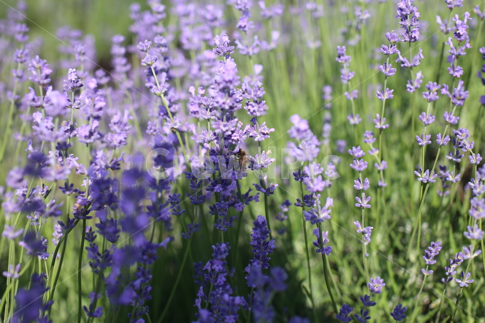 라벤다,라벤더,자연,식물,plant,식물,자연,plants,nature,꽃,flower
