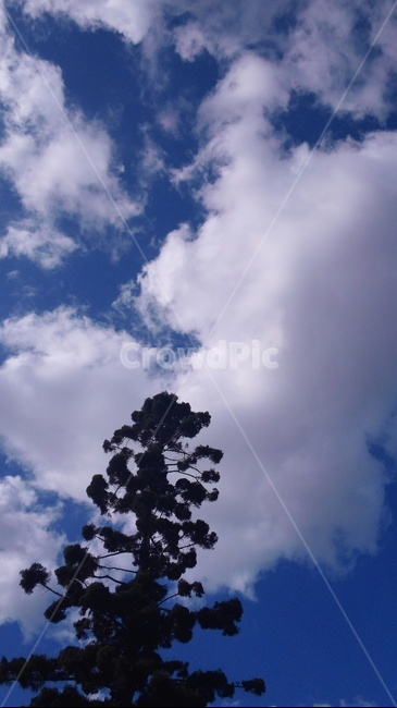 하늘,구름,나무,바람,cloud,tree,sky,air,솟다,푸른,공기,wind,breeze,자연,풍경,nature,landscape,weather,날씨,outdoors,옥외,cumulus,적운