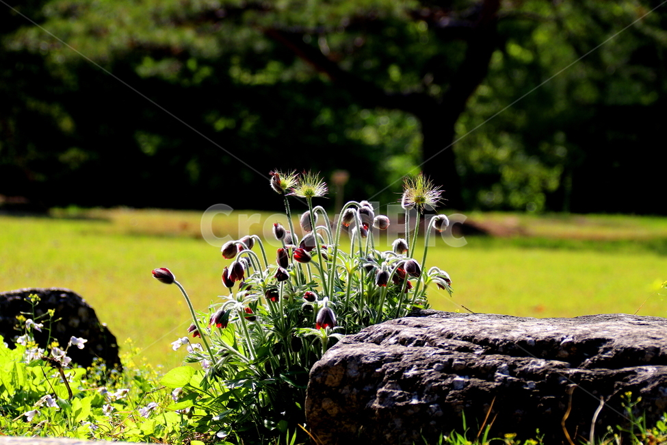 꽃,할미꽃,식물,봄,계절,식물,자연,plants,nature,꽃,flower