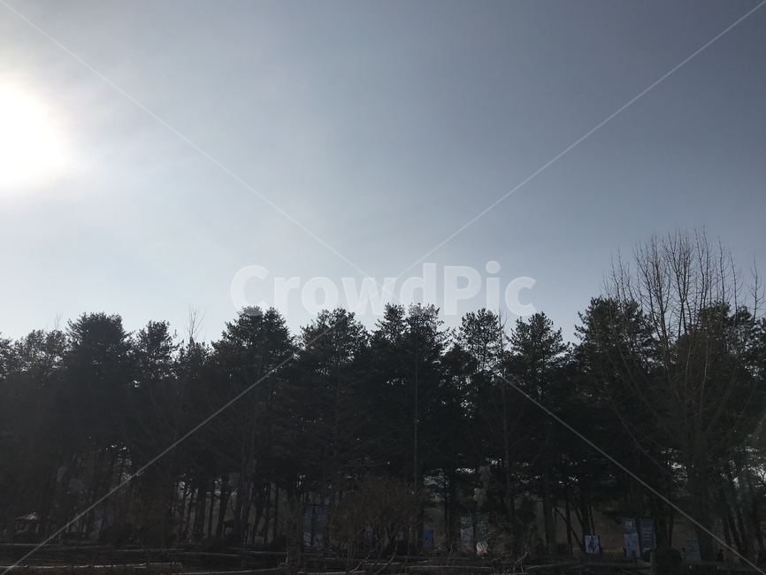 나무,숲,자연,태양,빛,자연,풍경,nature,landscape,flare,플레어,light,tree,plant,식물,outdoors,옥외