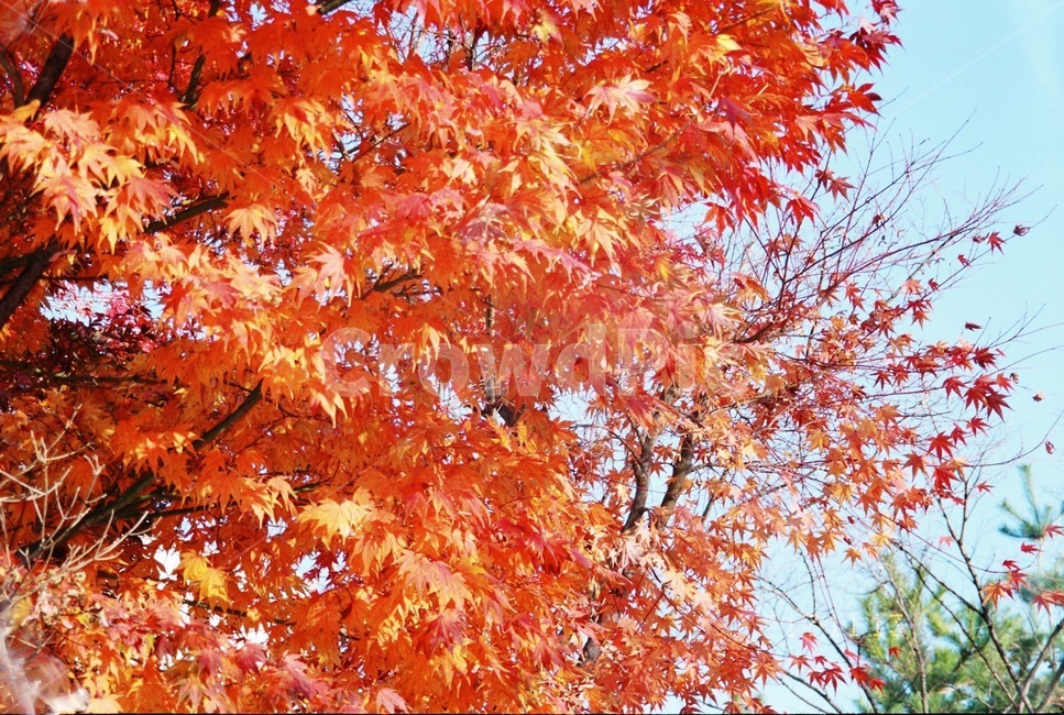 단풍,가을,하늘,자연,빨강,가을,계절,fall,autumn,season,식물,자연,plants,nature,나무,trees,wood,leaf,잎,plant,tree,maple