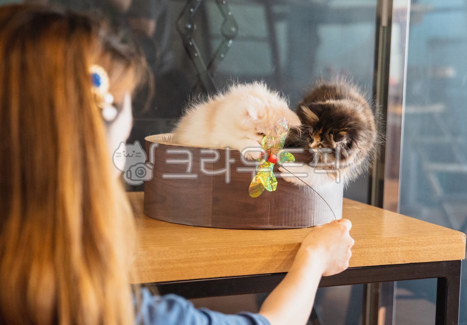 고양이,카페,동물원,새끼고양이,놀이,장난감