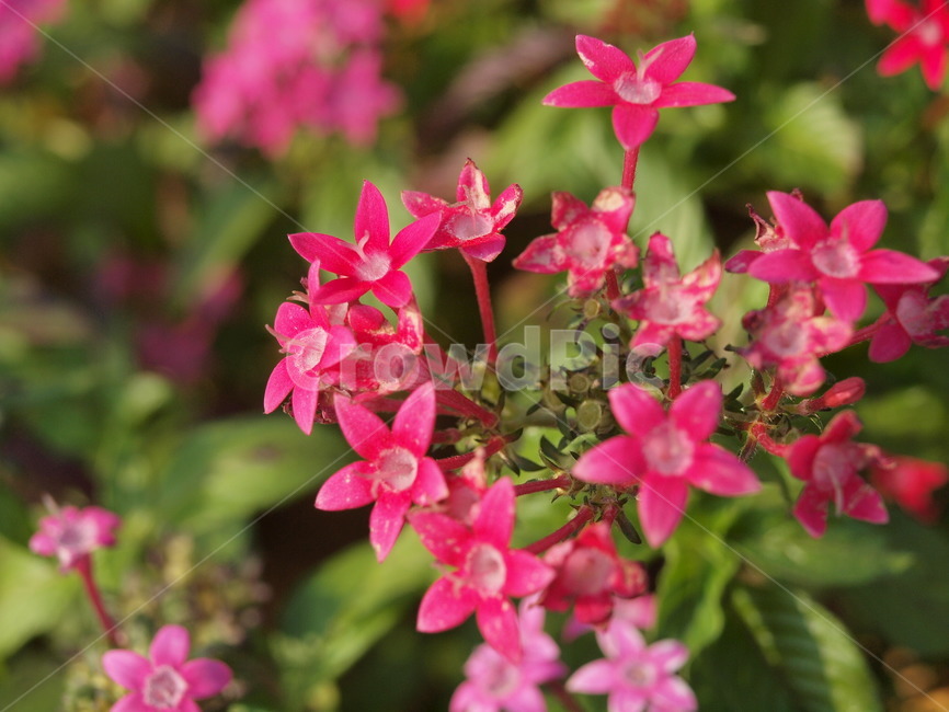 제라늄,geranium,blossom,flower,꽃,plant,식물