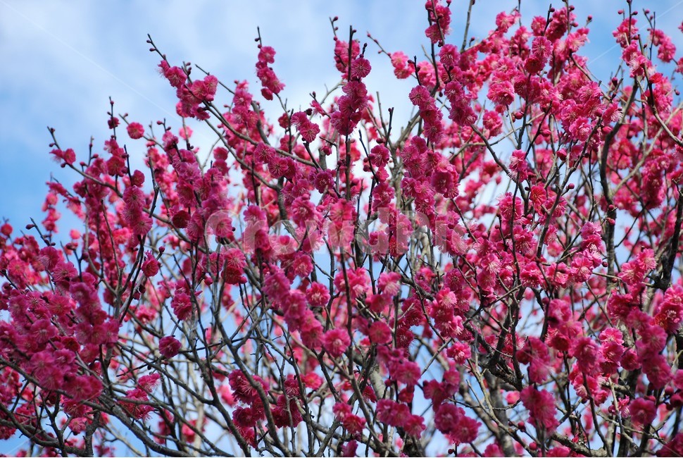 매화,홍매화,백매화,봄,꽃나무,나무,봄,계절,spring,season,식물,자연,plants,nature,꽃,flower,plant,blossom