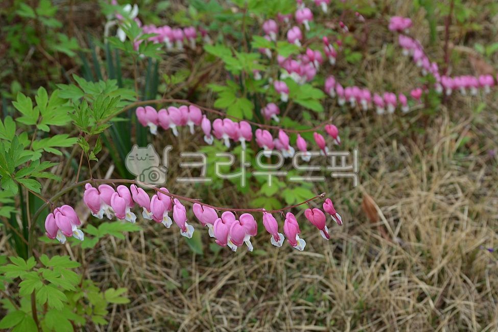 꽃,꽃잎,식물,자연,아름다운금낭화