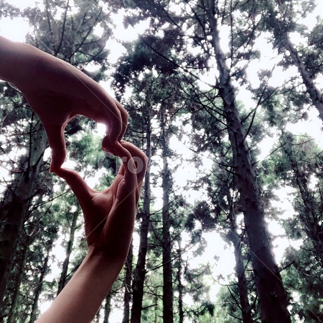 하트,사랑,love,고백,프로포즈,자연,산림,감성,하늘,가을,숲,식물,forest,rest,wood,힐링,healing,autumn,손,사람,제주,jeju,나무,비자나무,연출,컨셉,손하트,propose