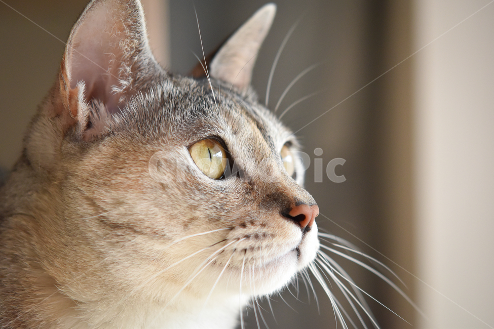 고양이,얼굴,클로즈업,애완동물,냥,애완묘,묘,pet,cat,kitten,집고양이,코리안숏헤어,코숏,냥이,냐옹,meow,귀여움,반려동물,반려묘,집사,괭,새끼,아기,귀요미,동물,animals,animal,시선,눈동자,동물,animal,포유류,mammal,고양이,cat,kitten,kitty