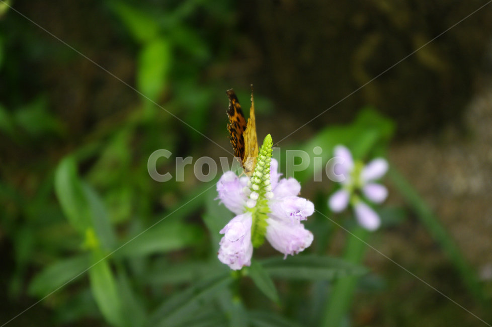 나비,꽃,flower,식물,plant,꽃범의꼬리,식물,자연,plants,nature,꽃,flower,동물,animal,곤충,벌레,insect,bug