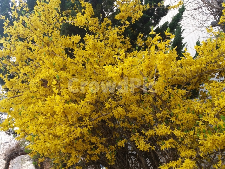 개나리,봄,계절,새로운,노란색,꽃,옐로우,나무,소나무,식물,flower,자연,plants,날씨,노랑,잎,노랑색,개나리꽃,새싹,봄,계절,spring,season,tree,plant