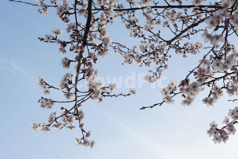 flower,blossom,자연,공원,나무,벚꽃,꽃,보라매공원
