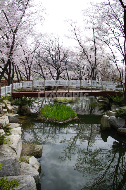 벚꽃,나무,봄,꽃,식물,반영,봄,계절,spring,season,water,물,outdoors,옥외,nature,자연