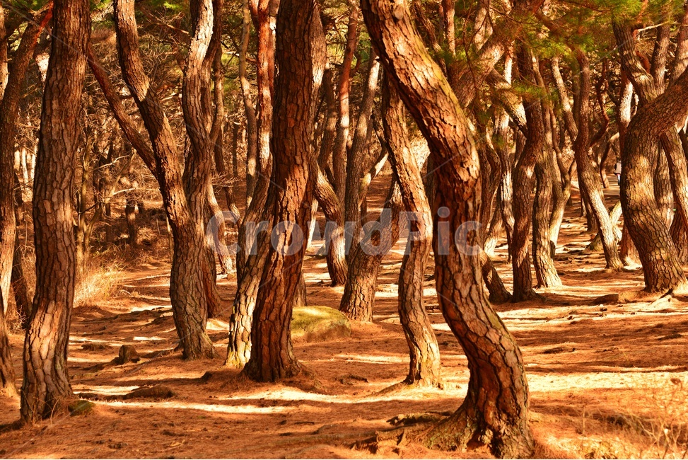 tree,나무,plant,식물,treetrunk,나무줄기,outdoors,옥외,경주,배동,삼릉,삼릉소나무,소나무