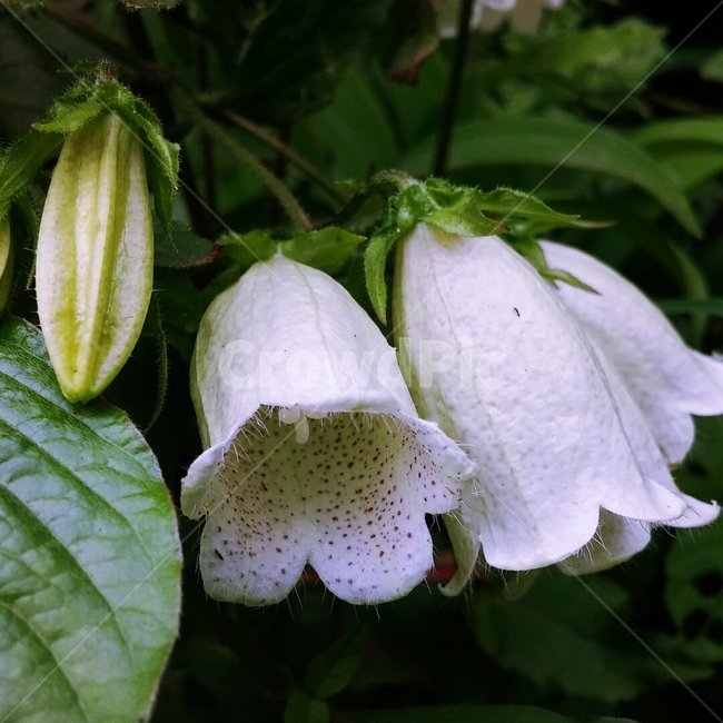 꽃,자연,그린,내추럴,초록,green,natural,여러해살이,초롱꽃,식물,자연,plants,nature,꽃,flower
