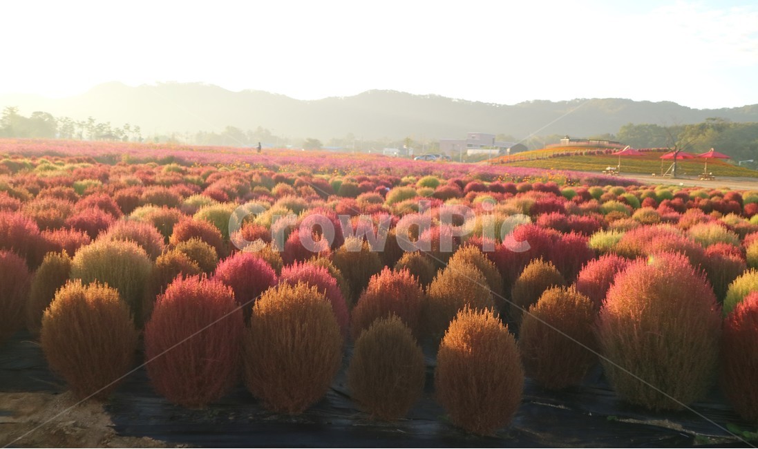 코키아,자연,풍경,식물,가을,가을,계절,fall,autumn,season,자연,풍경,nature,landscape,한국자연풍경,한국자연경관,korea nature landscape