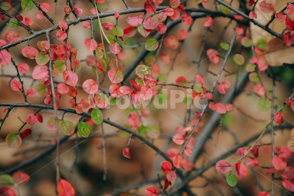 명자나무,꽃,풀,붉은,빨간,잎사귀,식물,자연,plants,nature