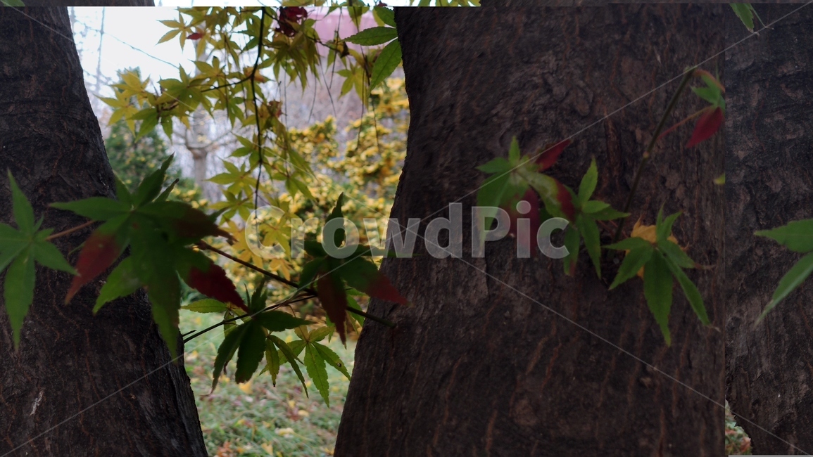 가을단풍,경치,애기단풍,가을,엽록소,leaf,잎,plant,식물,tree,나무,treetrunk,나무줄기,가을,계절,fall,autumn,season,식물,자연,plants,nature,나무,trees,wood