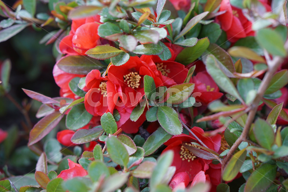 보라매공원,plant,식물,꽃,자연,나무