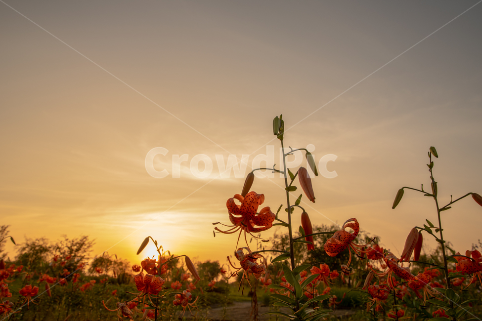 참나리꽃,나리꽃,꽃,풍경,자연,Flower,식물,자연,plants,nature,꽃,flower