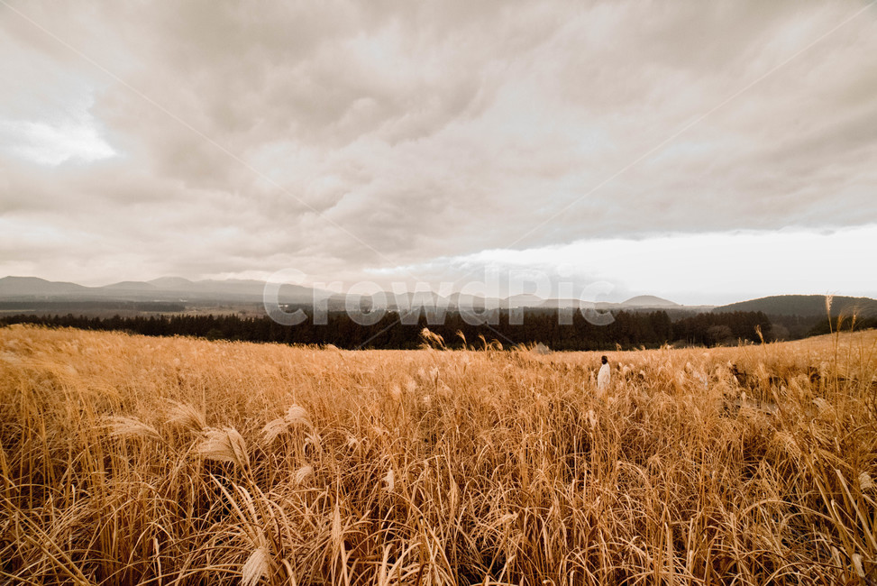 갈대,억새,풍경,흐린하늘,갈대군락지,가을,계절,fall,autumn,season,자연,풍경,nature,landscape,plant,식물,food,음식,grain,곡물,vegetable,야채
