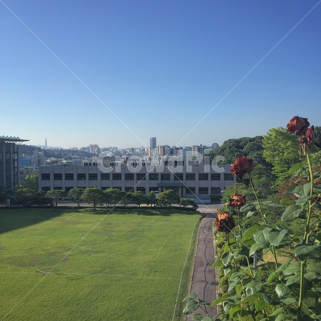 plant,식물,grass,잔디,lawn,날씨,weather