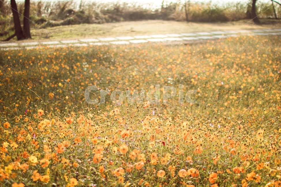 코스모스,가을,황화코스모스,주황,배경,가을,계절,fall,autumn,season,자연,풍경,nature,landscape,식물,plants,꽃,flower,field,들,outdoors,옥외,grassland,목초지