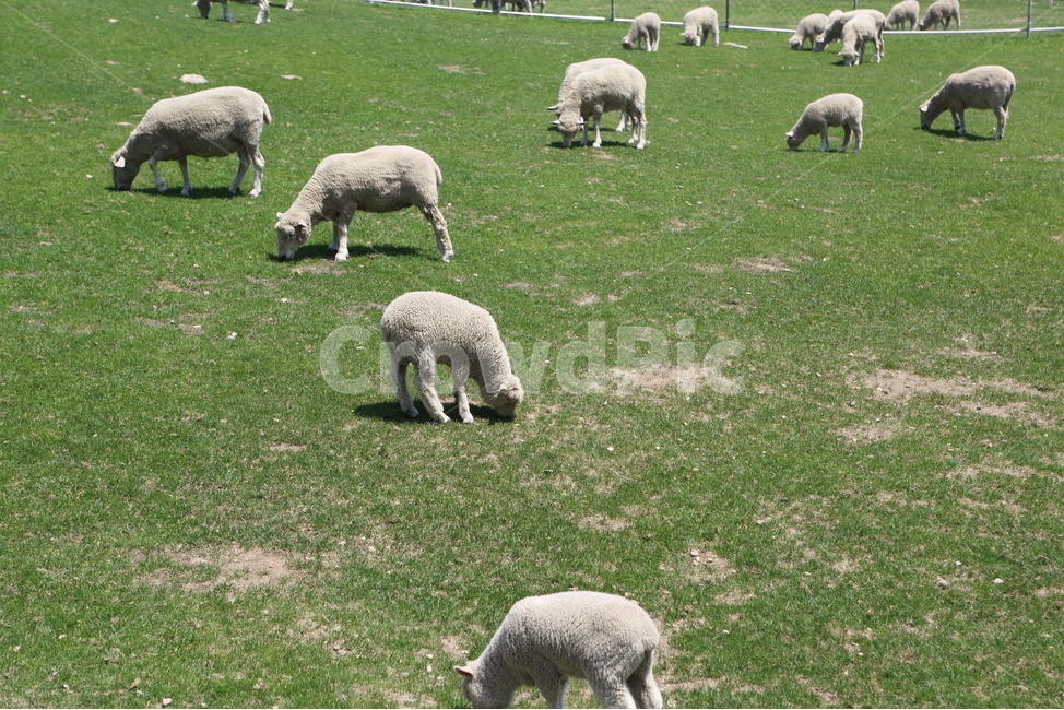 양,양목장,양농장,양구이,애기양,동물,animal,포유류,mammal