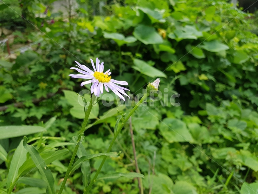 식물,꽃,만개,파란꽃,자연,잎,nature,plant,실외,낮,동양,아시아,환경,꽃잎
