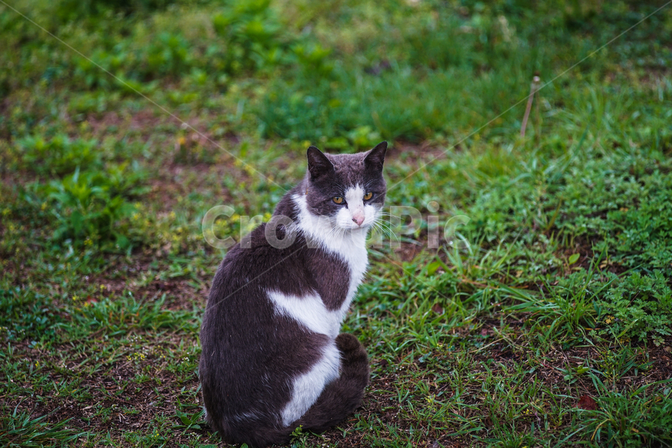 냥이,길냥이,냥이응시,야성,냥이눈빛,동물,animal,포유류,mammal,고양이,cat,kitten,kitty