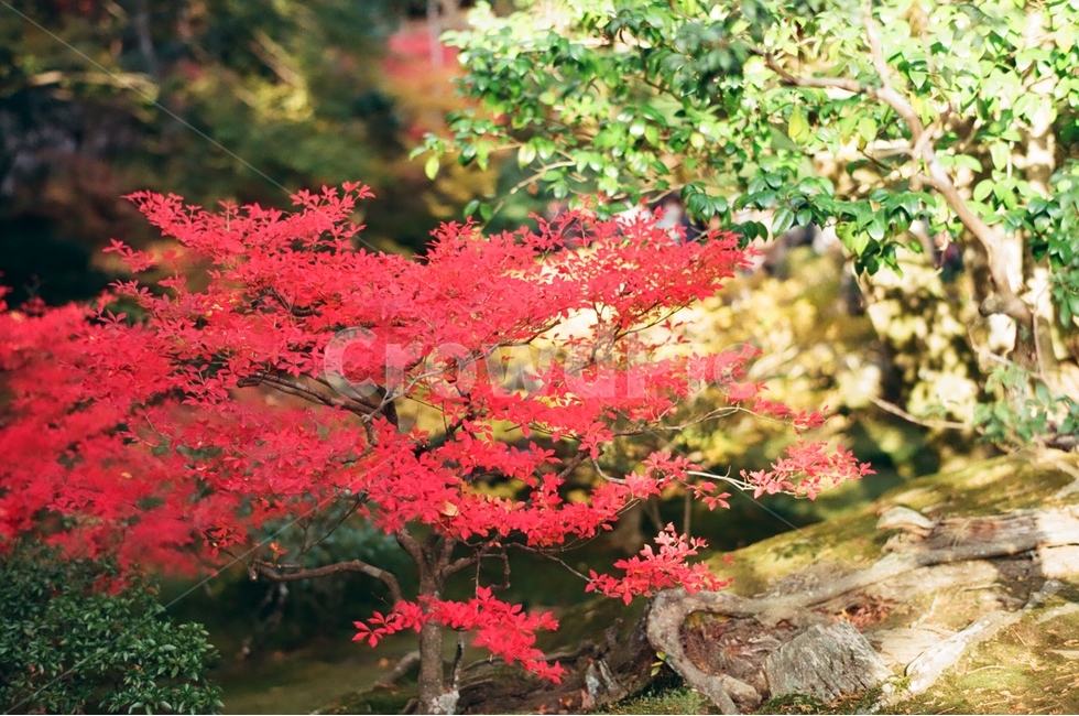 가을,단풍사진,단풍잎,붉은잎,나뭇가지,가을,계절,fall,autumn,season,식물,자연,plants,nature,감성,sensible,feeling,leaf,잎,plant,tree,나무,maple,단풍