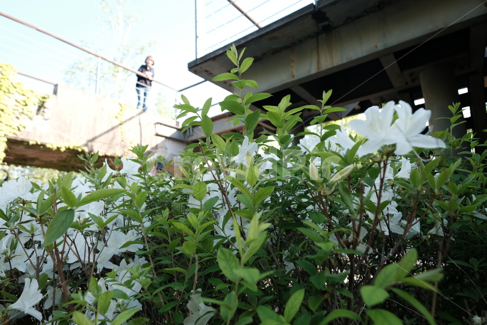 봄,꽃,흰꽃,spring,풍경,봄풍경,인물아웃포커싱,landscape,flower,무보정,식물,자연,plants,nature,꽃,flower