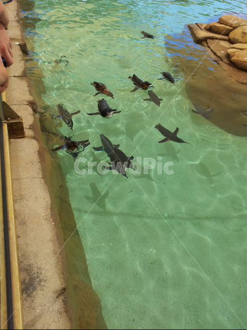펭귄,귀여움,물놀이,penguin,놀이동산,themepark