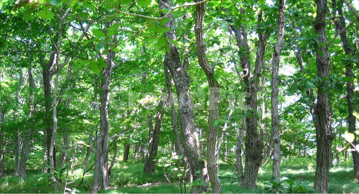 풍경,숲,나무,초록,forest,tree,green,자연,풍경,nature,landscape,식물,plants,나무,trees,wood,휴식,힐링,rest,relaxation,healing,plant,tree trunk,나무 줄기,vegetation,초목,outdoors,옥외,land,땅,woodland,삼림지