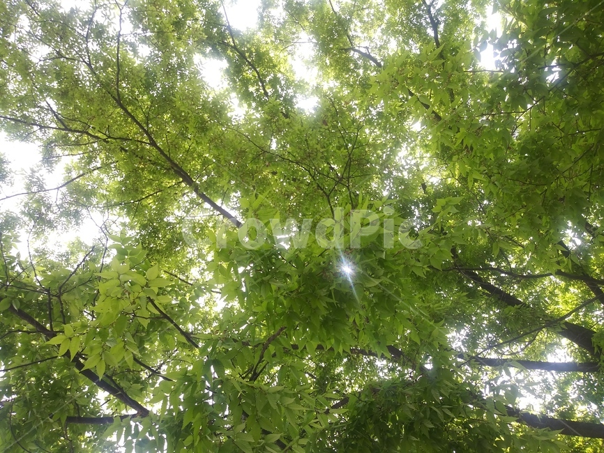 싱크러움,햇살,잎,시원함,나무,leaf,plant,tree,식물,sunlight,green,cool,fresh
