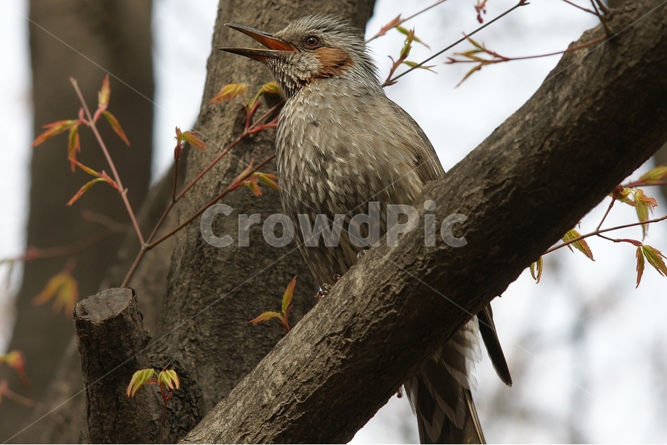 새,나무,감성,조류,직박구리,동물,animal,조류,새,birds