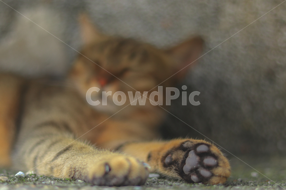 고양이,동물,길고양이,냐옹이,야옹이,잠,길거리,animal,straycat,kitty,street,동물,animal,포유류,mammal,고양이,cat,kitten,kitty