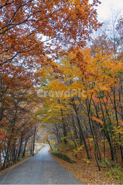 자연,풍경,숲길,단풍,가을,가을,계절,fall,autumn,season,tree,나무,plant,식물