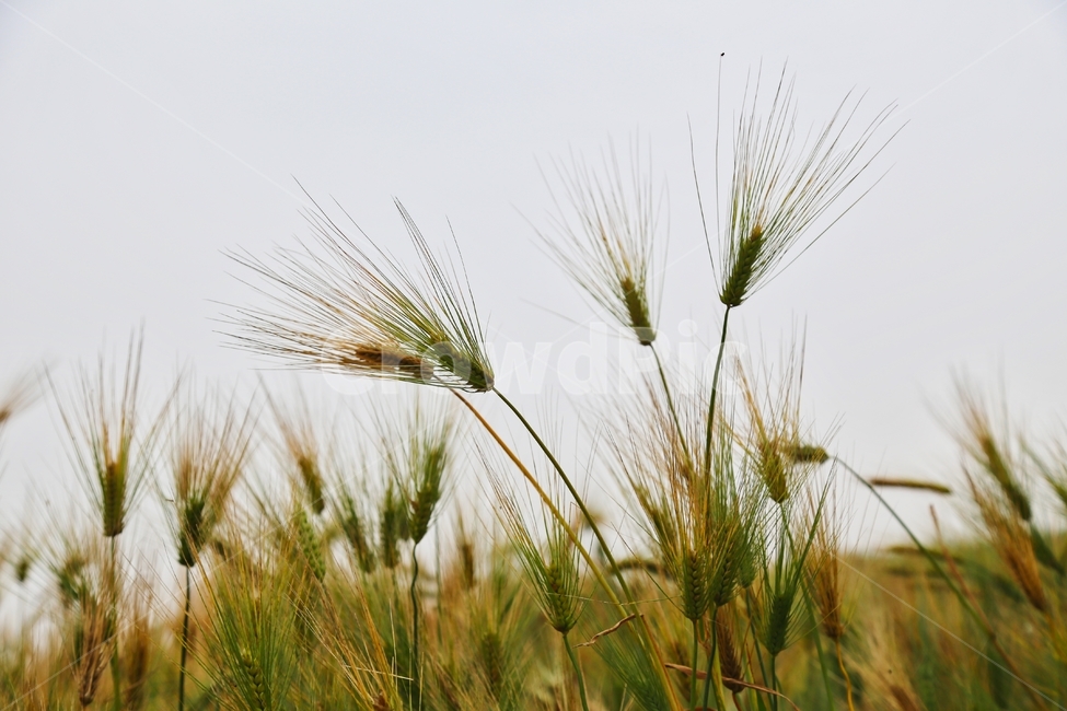 보리,청보리,보리재배,청보리재배,청보리수확,식물,자연,plants,nature