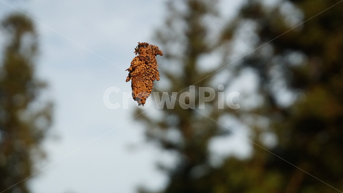 곤충,번데기,유충,숲,자연,동물,animal,곤충,벌레,insect,bug
