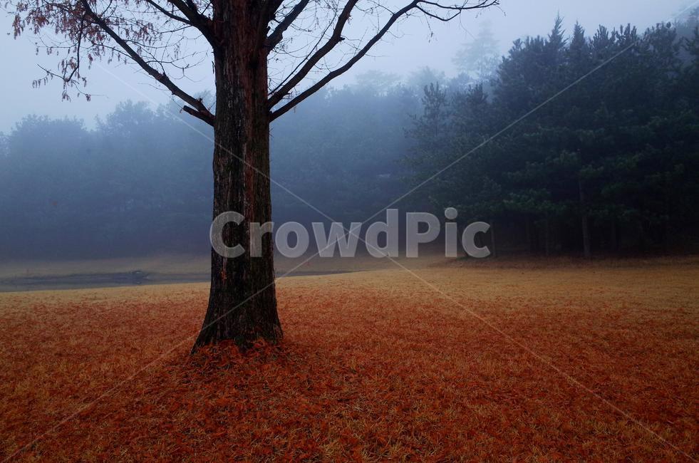나무,tree,treetrunk,나무줄기,낙엽