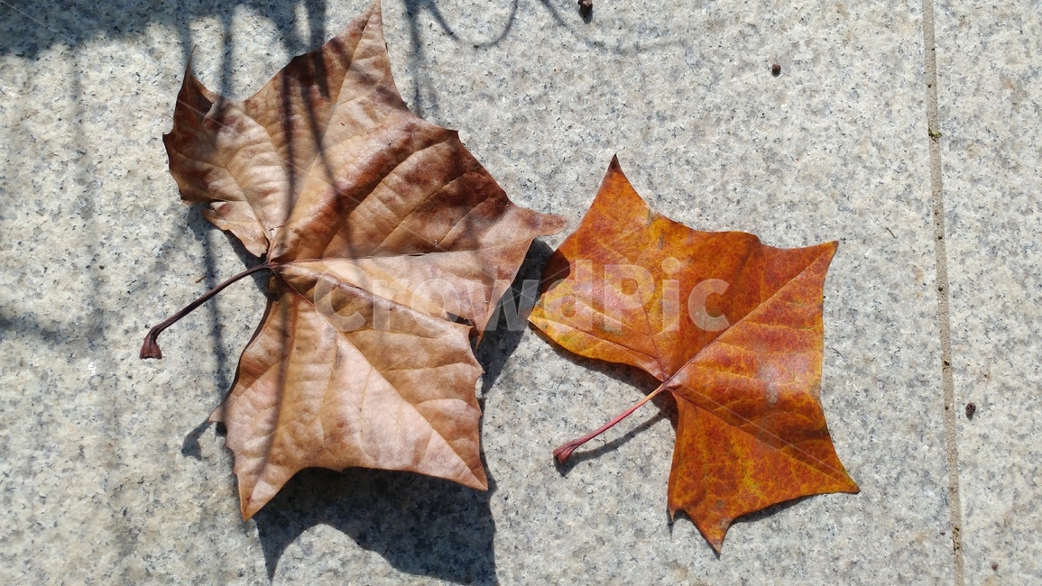 plant,식물,leaf,잎,tree,나무,가을,나뭇잎,낙엽,바람,가을,계절,fall,autumn,season