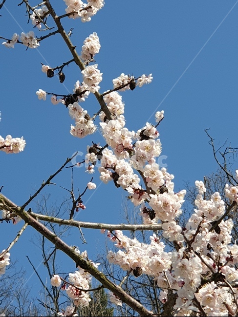 하늘,벚꽃,나뭇가지,벚꽃나무,꽃,봄,계절,spring,season,식물,자연,plants,nature,꽃,flower,plant,blossom