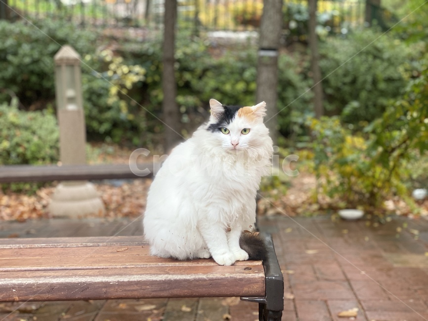 고양이,cat,길냥이,우아함,동물,매혹적,단아함