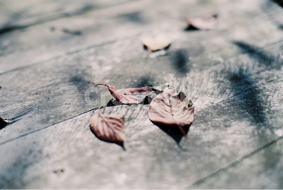 낙엽,가을,잎,식물,단풍,가을,계절,fall,autumn,season,감성,sensible,feeling,leaf,plant