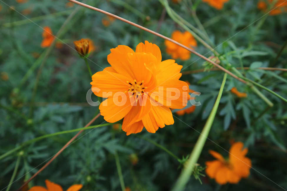 plant,식물,코스모스,황화코스모스,가을,꽃,flower,식물,자연,plants,nature,꽃,flower