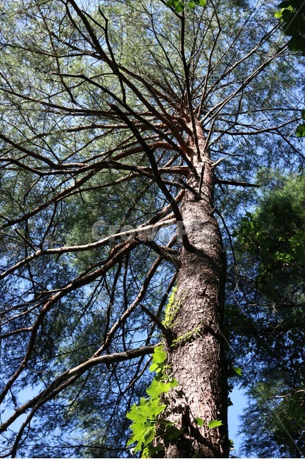 여름,나무,식물,초록,하늘,자연,나무줄기,줄기,summer,natsu,tree,ki,plants,shokubutsu,green,midori,sky,sora,nature,파랑,blue,ao,식물,자연,plants,nature,나무,trees,wood