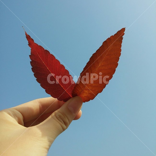 leaf,낙엽,단풍,잎,가을