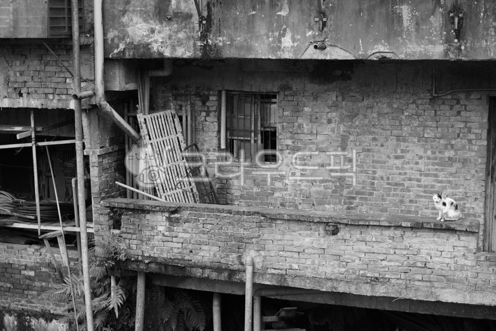 construction site,cat,black and white,building,architecture,collapse,loneliness,solitude,cat,gray,brick,rebar,construction,danger,ruins,depression